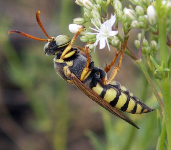 Spagna: La regione  de Monegros, paradiso entomologico